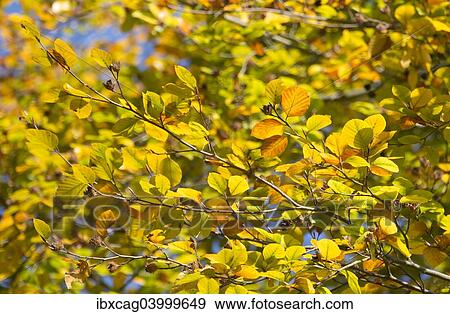 "Beech tree (Fagus sylvatica) with autumnal foliage, Monchbruch forest, Hesse, Germany, Europe" View Large Photo Image Stock Photo - "Beech tree (Fagus sylvatica) with autumnal foliage, Monchbruch forest, Hesse, Germany, Europe". Fotosearch
