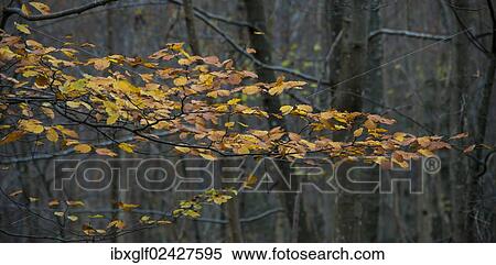 Stock Photography - "Beech tree foliage, autumnal forest, deciduous forest, Bavaria, Germany, Europe". Fotosearch