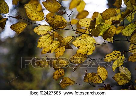 "Beech tree foliage in an autumnal forest, Bavaria, Germany, Europe" View Large Photo Image Stock Photography - "Beech tree foliage in an autumnal forest, Bavaria, Germany, Europe". Fotosearch