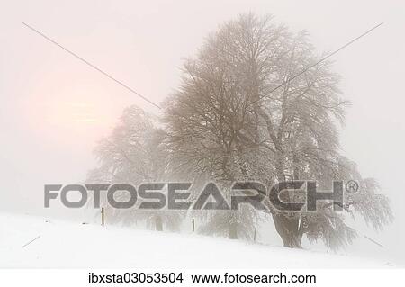 "Beech trees (Fagus sylvatica), wind shaped beech trees at Mt Schauinsland in winter, Schauinsland, Baden-Wurttemberg, Germany, Europe" View Large Photo Image Picture - "Beech trees (Fagus sylvatica), wind shaped beech trees at Mt Schauinsland in winter, Schauinsland, Baden-Wurttemberg, Germany, Europe". Fotosearch