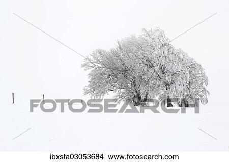 "Beech trees (Fagus sylvatica), wind shaped beech trees at Mt Schauinsland in winter, Schauinsland, Baden-Wurttemberg, Germany, Europe" View Large Photo Image Picture - "Beech trees (Fagus sylvatica), wind shaped beech trees at Mt Schauinsland in winter, Schauinsland, Baden-Wurttemberg, Germany, Europe". Fotosearch