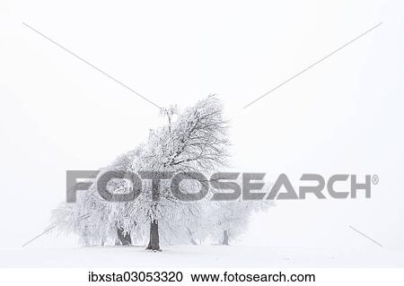 "Beech trees (Fagus sylvatica), wind shaped beech trees at Mt Schauinsland in winter, Schauinsland, Baden-Wurttemberg, Germany, Europe" View Large Photo Image Stock Image - "Beech trees (Fagus sylvatica), wind shaped beech trees at Mt Schauinsland in winter, Schauinsland, Baden-Wurttemberg, Germany, Europe". Fotosearch