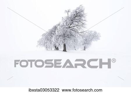 "Beech trees (Fagus sylvatica), wind shaped beech trees at Mt Schauinsland in winter, Schauinsland, Baden-Wurttemberg, Germany, Europe" View Large Photo Image Stock Image - "Beech trees (Fagus sylvatica), wind shaped beech trees at Mt Schauinsland in winter, Schauinsland, Baden-Wurttemberg, Germany, Europe". Fotosearch