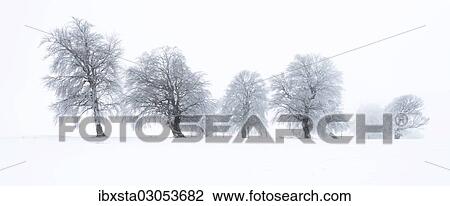 "Beech trees (Fagus sylvatica), wind shaped beech trees at Mt Schauinsland in winter, Schauinsland, Baden-Wurttemberg, Germany, Europe" View Large Photo Image Stock Image - "Beech trees (Fagus sylvatica), wind shaped beech trees at Mt Schauinsland in winter, Schauinsland, Baden-Wurttemberg, Germany, Europe". Fotosearch