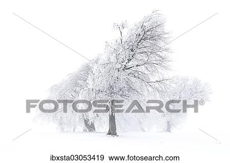 "Beech trees (Fagus sylvatica), wind shaped beech trees at Mt Schauinsland in winter, Schauinsland, Baden-Wurttemberg, Germany, Europe" View Large Photo Image Stock Photo - "Beech trees (Fagus sylvatica), wind shaped beech trees at Mt Schauinsland in winter, Schauinsland, Baden-Wurttemberg, Germany, Europe". Fotosearch
