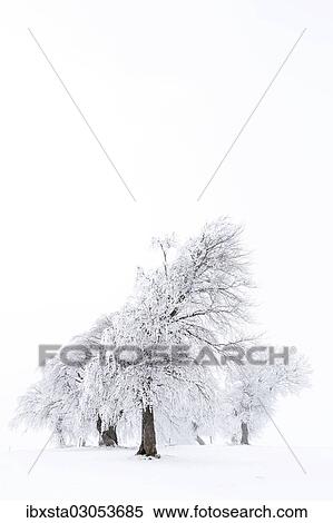 "Beech trees (Fagus sylvatica), wind shaped beech trees at Mt Schauinsland in winter, Schauinsland, Baden-Wurttemberg, Germany, Europe" View Large Photo Image Stock Photography - "Beech trees (Fagus sylvatica), wind shaped beech trees at Mt Schauinsland in winter, Schauinsland, Baden-Wurttemberg, Germany, Europe". Fotosearch