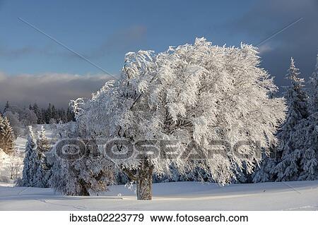 Stock Photo - "Beech trees in the fresh snow in the morning light, Schauinsland mountain near Freiburg, Black Forest mountain range, Baden-Wuerttemberg, Germany, Europe, PublicGround, Europe". Fotosearch