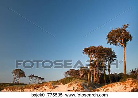 "Beech trees on dunes, Wesstrand beach, Darss, Western Pomerania Lagoon Area National Park, Mecklenburg-Western Pomerania, Germany, Europe" View Large Photo Image Stock Photography - "Beech trees on dunes, Wesstrand beach, Darss, Western Pomerania Lagoon Area National Park, Mecklenburg-Western Pomerania, Germany, Europe". Fotosearch