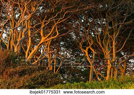 "Beech trees on dunes, West Beach, Darss, Western Pomerania Lagoon Area National Park, Mecklenburg-Western Pomerania, Germany, Europe" View Large Photo Image Stock Image - "Beech trees on dunes, West Beach, Darss, Western Pomerania Lagoon Area National Park, Mecklenburg-Western Pomerania, Germany, Europe". Fotosearch