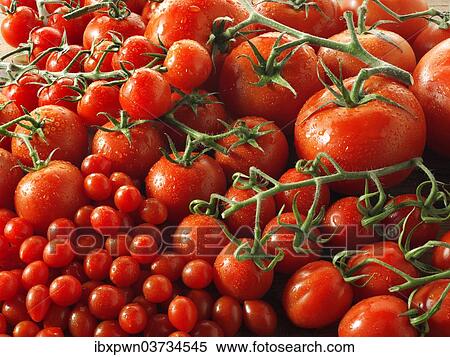 "Beefsteak, Cherry, Plum and Tom Tom tomatoes" View Large Photo Image Stock Photography - "Beefsteak, Cherry, Plum and Tom Tom tomatoes". Fotosearch