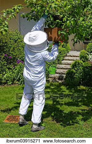 Stock Image - Beekeeper collecting a new colony of Honey Bees (Apis mellifera) from the trunk of an apple tree. Fotosearch