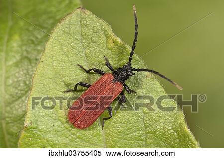Stock Photography - "Beetle species (Platycnis minutus), Baden-Wurttemberg, Germany, Europe". Fotosearch