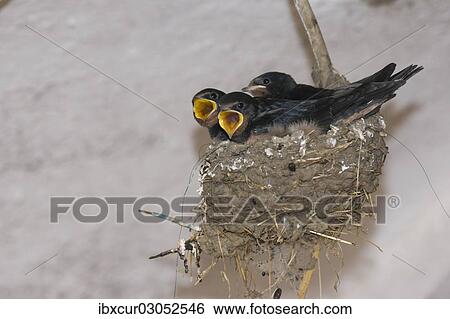 Stock Photograph - "Begging nestlings, Barn Swallows (Hirundo rustica), Thuringia, Germany, Europe". Fotosearch