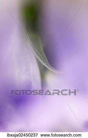 "Bellflower (Campanula), abstract" View Large Photo Image Stock Photo - "Bellflower (Campanula), abstract". Fotosearch