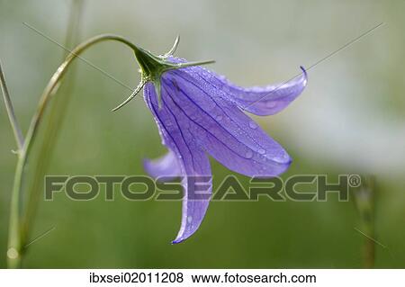 Stock Photo - Bellflower (Campanula). Fotosearch