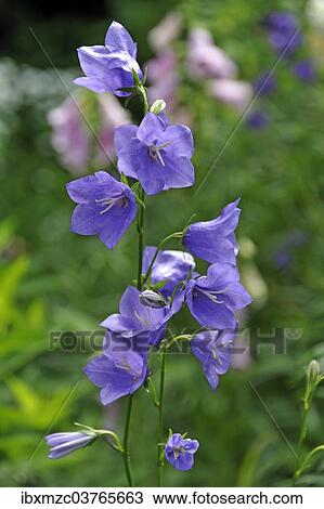 "Bellflowers (Campanula sp. ), Middle Franconia, Bavaria, Germany, Europe" View Large Photo Image Stock Image - "Bellflowers (Campanula sp. ), Middle Franconia, Bavaria, Germany, Europe". Fotosearch