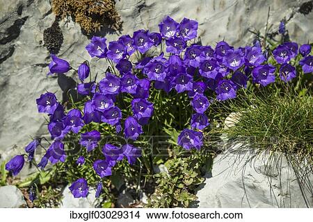 "Bellflowers (Campanula sp. ), Saentis, Urnasch, Canton of Appenzell Ausserrhoden, Switzerland, Europe" View Large Photo Image Picture - "Bellflowers (Campanula sp. ), Saentis, Urnasch, Canton of Appenzell Ausserrhoden, Switzerland, Europe". Fotosearch