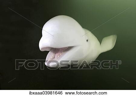 Stock Photograph - "Beluga or White Whale (Delphinapterus leucas), Sea of Japan, Primorsky Krai, Russia, Europe". Fotosearch