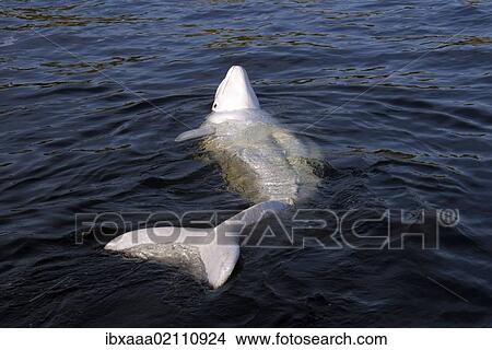 "Beluga whale (Delphinapterus leucas), Kareliya, Russia, White Sea, Arctic, Europe" View Large Photo Image Picture - "Beluga whale (Delphinapterus leucas), Kareliya, Russia, White Sea, Arctic, Europe". Fotosearch