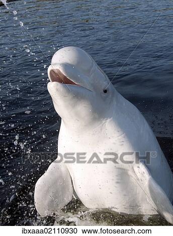 "Beluga whale (Delphinapterus leucas), Kareliya, Russia, White Sea, Arctic, Europe" View Large Photo Image Stock Image - "Beluga whale (Delphinapterus leucas), Kareliya, Russia, White Sea, Arctic, Europe". Fotosearch