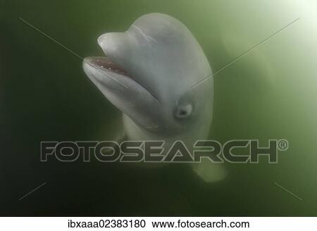 Stock Image - "Beluga whale (Delphinapterus leucas), Japan Sea, Primorsky Krai, Russian Federation, Far East". Fotosearch
