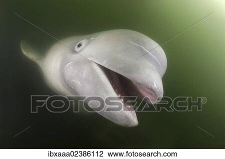 Stock Image - "Beluga whale (Delphinapterus leucas), Japan Sea, Primorsky Krai, Russian Federation, Far East". Fotosearch