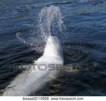 Stock Photo - "Beluga whale (Delphinapterus leucas), Kareliya, Russia, White Sea, Arctic, Europe". Fotosearch