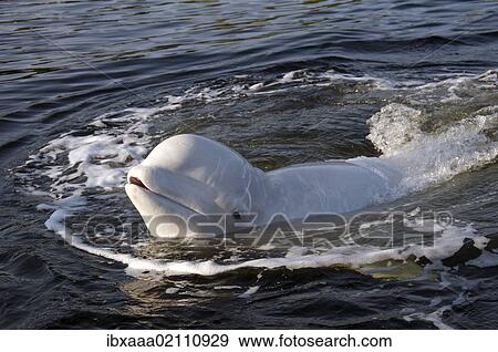 "Beluga whale (Delphinapterus leucas), Kareliya, Russia, White Sea, Arctic, Europe" View Large Photo Image Stock Photo - "Beluga whale (Delphinapterus leucas), Kareliya, Russia, White Sea, Arctic, Europe". Fotosearch