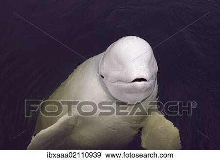 "Beluga whale (Delphinapterus leucas), Kareliya, Russia, White Sea, Arctic, Europe" View Large Photo Image Stock Photo - "Beluga whale (Delphinapterus leucas), Kareliya, Russia, White Sea, Arctic, Europe". Fotosearch