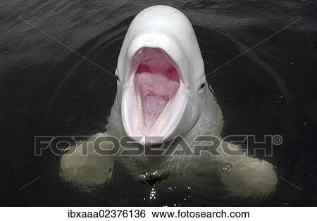 Stock Photograph - "Beluga whale (Delphinapterus leucas), Japan Sea, Primorsky Krai, Russian Federation, Far East". Fotosearch