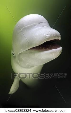 Picture - "Beluga Whale, or White Whale (Delphinapterus leucas), Sea of Japan, Primorsky Krai, Russian Far East, Russian Federation". Fotosearch