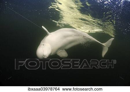 "Beluga Whale or White Whale (Delphinapterus leucas), White Sea, Karelia, Russia, Europe" View Large Photo Image Picture - "Beluga Whale or White Whale (Delphinapterus leucas), White Sea, Karelia, Russia, Europe". Fotosearch