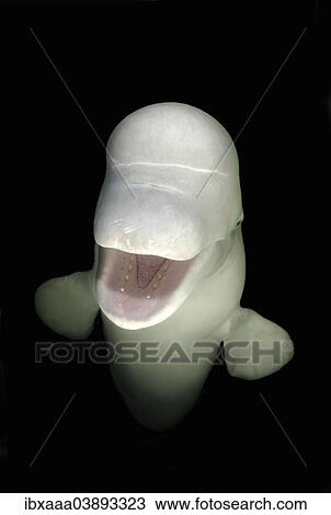 Stock Image - "Beluga Whale, or White Whale (Delphinapterus leucas), Sea of Japan, Primorsky Krai, Russian Far East, Russian Federation". Fotosearch