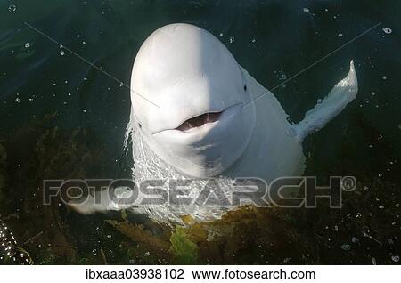 "Beluga Whale or White Whale (Delphinapterus leucas), Sea of Japan, Primorsky Krai, Russia, Europe" View Large Photo Image Stock Image - "Beluga Whale or White Whale (Delphinapterus leucas), Sea of Japan, Primorsky Krai, Russia, Europe". Fotosearch