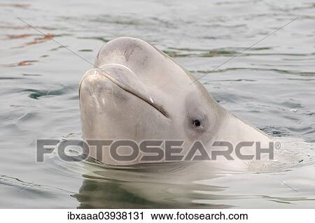 Stock Image - "Beluga Whale or White Whale (Delphinapterus leucas), Sea of Japan, Primorsky Krai, Russia, Europe". Fotosearch