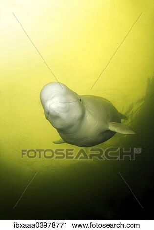 "Beluga Whale or White Whale (Delphinapterus leucas), White Sea, Karelia, Russia, Europe" View Large Photo Image Stock Image - "Beluga Whale or White Whale (Delphinapterus leucas), White Sea, Karelia, Russia, Europe". Fotosearch