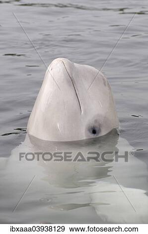 Stock Photo - "Beluga Whale or White Whale (Delphinapterus leucas), Sea of Japan, Primorsky Krai, Russia, Europe". Fotosearch