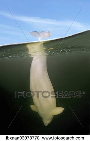 "Beluga Whale or White Whale (Delphinapterus leucas), White Sea, Karelia, Russia, Europe" View Large Photo Image Stock Photo - "Beluga Whale or White Whale (Delphinapterus leucas), White Sea, Karelia, Russia, Europe". Fotosearch