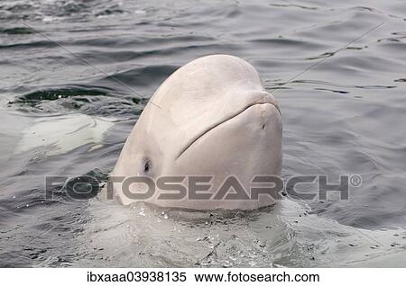 "Beluga Whale or White Whale (Delphinapterus leucas), Sea of Japan, Primorsky Krai, Russia, Europe" View Large Photo Image Stock Photography - "Beluga Whale or White Whale (Delphinapterus leucas), Sea of Japan, Primorsky Krai, Russia, Europe". Fotosearch