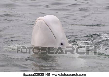 "Beluga Whale or White Whale (Delphinapterus leucas), Sea of Japan, Primorsky Krai, Russia, Europe" View Large Photo Image Stock Photography - "Beluga Whale or White Whale (Delphinapterus leucas), Sea of Japan, Primorsky Krai, Russia, Europe". Fotosearch