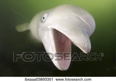"Beluga Whale, White Whale (Delphinapterus leucas), Sea of Japan, Primorsky Krai, Russia, Europe" View Large Photo Image Stock Image - "Beluga Whale, White Whale (Delphinapterus leucas), Sea of Japan, Primorsky Krai, Russia, Europe". Fotosearch
