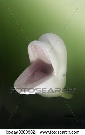 Stock Photo - "Beluga Whale, White Whale (Delphinapterus leucas), Sea of Japan, Primorsky Krai, Russia, Europe". Fotosearch