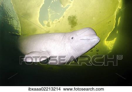 "Beluga, White whale (Delphinapterus leucas), White Sea, Kareliya, Russia, Arctic, Europe" View Large Photo Image Picture - "Beluga, White whale (Delphinapterus leucas), White Sea, Kareliya, Russia, Arctic, Europe". Fotosearch