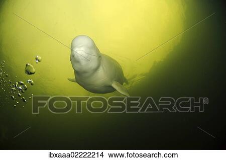 "Beluga, White whale (Delphinapterus leucas), White Sea, Kareliya, Karelia, north Russia, Arctic" View Large Photo Image Picture - "Beluga, White whale (Delphinapterus leucas), White Sea, Kareliya, Karelia, north Russia, Arctic". Fotosearch