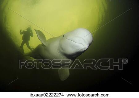 Picture - "Beluga, White whale (Delphinapterus leucas) and diver, White Sea, Kareliya, Karelia, north Russia, Arctic". Fotosearch