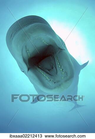 "Beluga, White whale (Delphinapterus leucas), Odessa, Ukraine, Eastern Europe, Europe" View Large Photo Image Stock Image - "Beluga, White whale (Delphinapterus leucas), Odessa, Ukraine, Eastern Europe, Europe". Fotosearch
