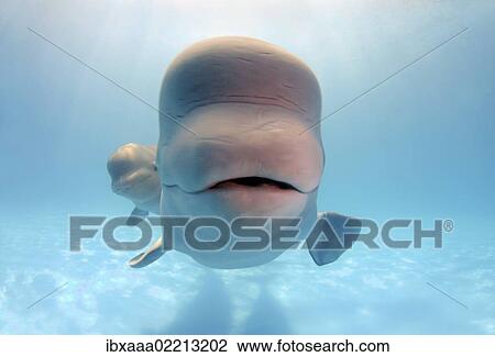 "Beluga, White whale (Delphinapterus leucas), Odessa, Ukraine, Eastern Europe, Europe" View Large Photo Image Stock Image - "Beluga, White whale (Delphinapterus leucas), Odessa, Ukraine, Eastern Europe, Europe". Fotosearch