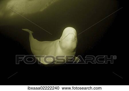 "Beluga, White whale (Delphinapterus leucas), White Sea, Kareliya, Karelia, north Russia, Arctic" View Large Photo Image Stock Image - "Beluga, White whale (Delphinapterus leucas), White Sea, Kareliya, Karelia, north Russia, Arctic". Fotosearch