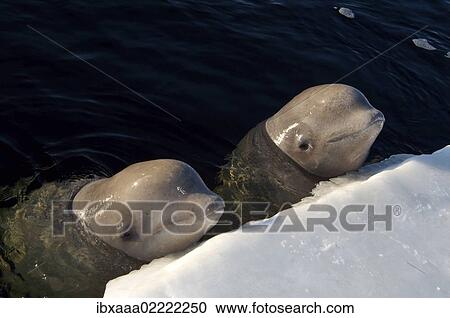 "Beluga, White whale (Delphinapterus leucas), White Sea, Kareliya, Karelia, north Russia, Arctic" View Large Photo Image Stock Image - "Beluga, White whale (Delphinapterus leucas), White Sea, Kareliya, Karelia, north Russia, Arctic". Fotosearch