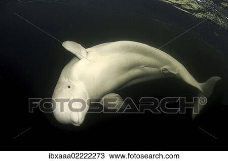 "Beluga, White whale (Delphinapterus leucas), White Sea, Kareliya, Karelia, north Russia, Arctic" View Large Photo Image Stock Image - "Beluga, White whale (Delphinapterus leucas), White Sea, Kareliya, Karelia, north Russia, Arctic". Fotosearch